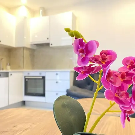 Rose 7 * אלאניה